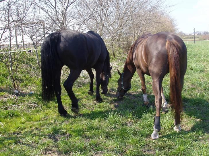 Åsteds Alex-sandra Red Fern & Madame Red Fern - Åse og aries på fold sommeren 2005 billede 3