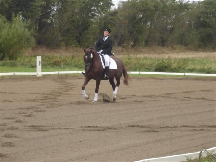 Åsteds Alex-sandra Red Fern & Madame Red Fern - Åse og mig til stævne i NTR september 2005 billede 10