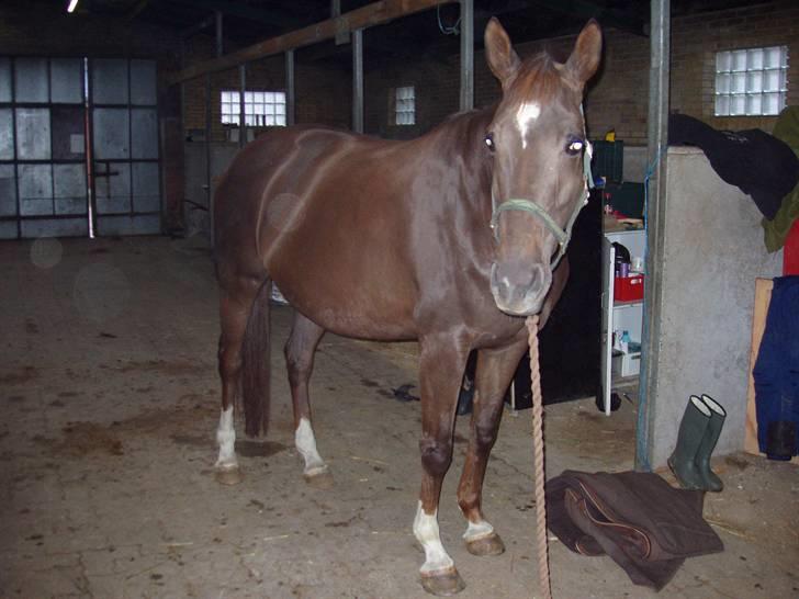 Åsteds Alex-sandra Red Fern & Madame Red Fern - Åse billede 12