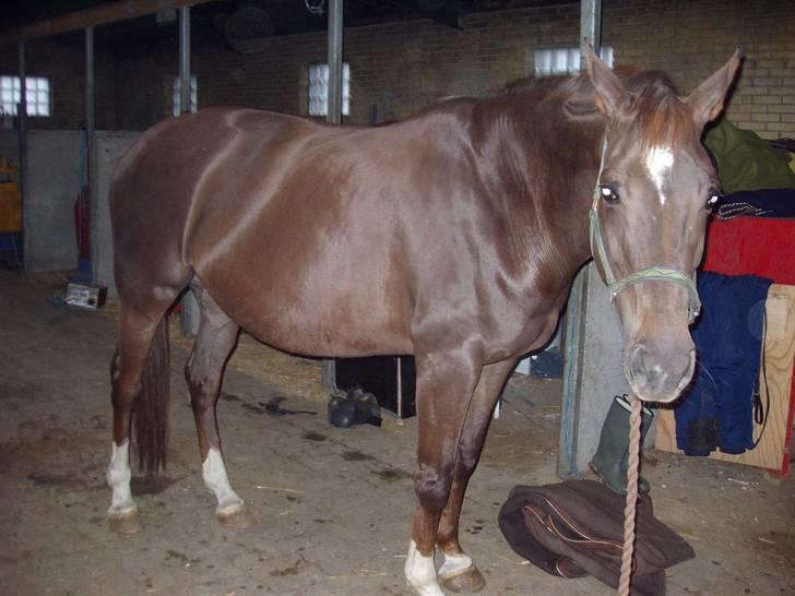 Åsteds Alex-sandra Red Fern & Madame Red Fern - Åse billede 13