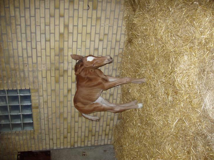 Åsteds Alex-sandra Red Fern & Madame Red Fern - Madame 20/04-06 billede 14