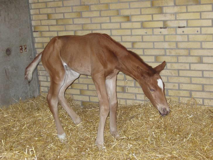 Åsteds Alex-sandra Red Fern & Madame Red Fern - Madame 20/04-06 billede 15