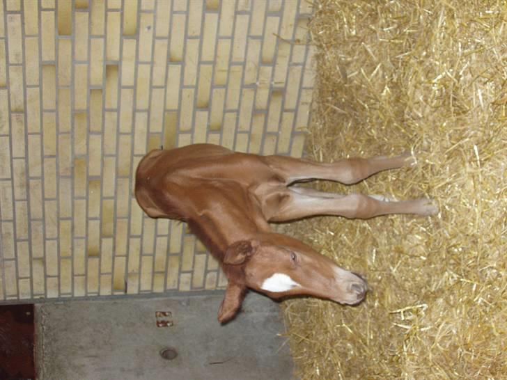 Åsteds Alex-sandra Red Fern & Madame Red Fern - Madame 20/04-06 billede 16