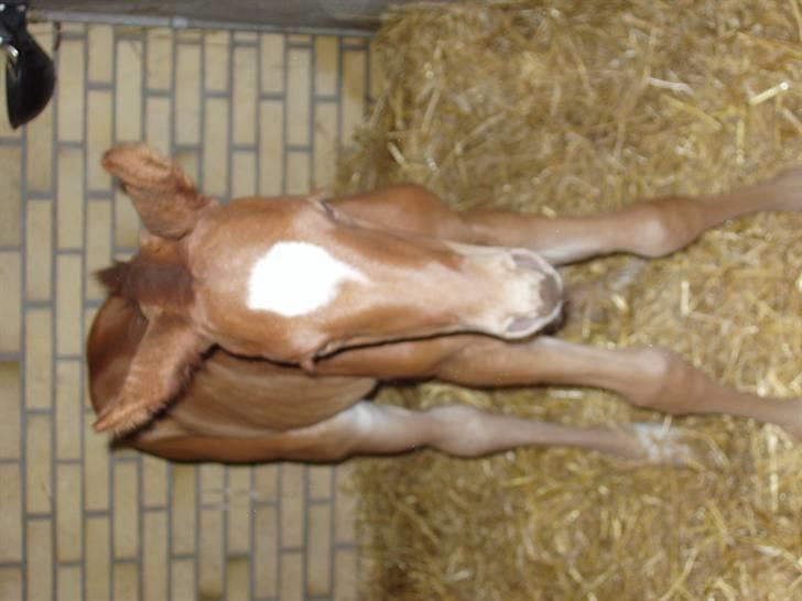 Åsteds Alex-sandra Red Fern & Madame Red Fern - Madame 20/04-06 billede 17