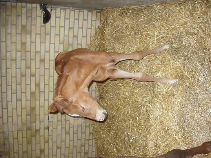 Åsteds Alex-sandra Red Fern & Madame Red Fern - Madame 20/04-06 billede 18