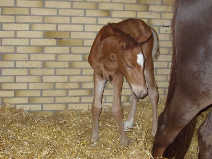 Åsteds Alex-sandra Red Fern & Madame Red Fern - Madame 20/04-06 billede 19