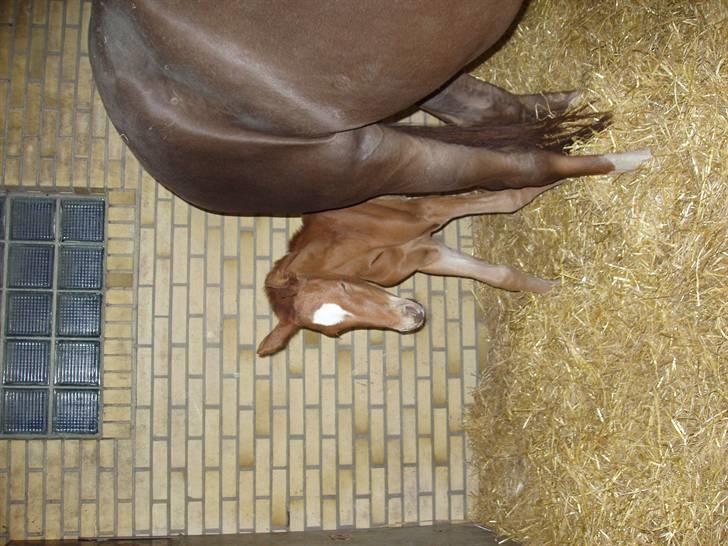 Åsteds Alex-sandra Red Fern & Madame Red Fern - Madame 20/04-06 billede 20