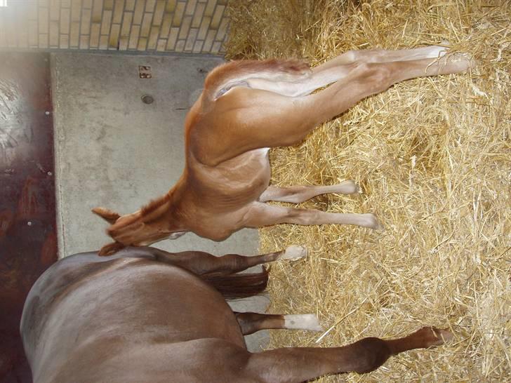 Åsteds Alex-sandra Red Fern & Madame Red Fern - Madame 20/04-06 billede 21