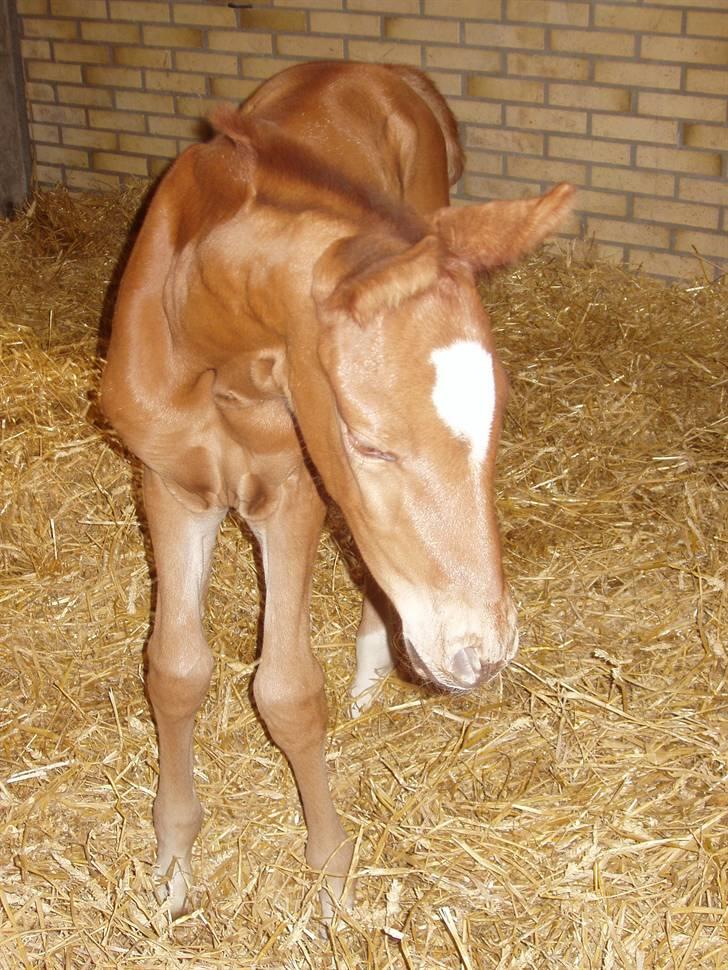 Åsteds Alex-sandra Red Fern & Madame Red Fern - Madame 20/04-06 billede 22