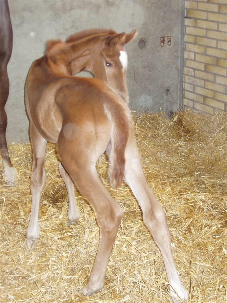 Åsteds Alex-sandra Red Fern & Madame Red Fern - Madame 20/04-06 billede 23