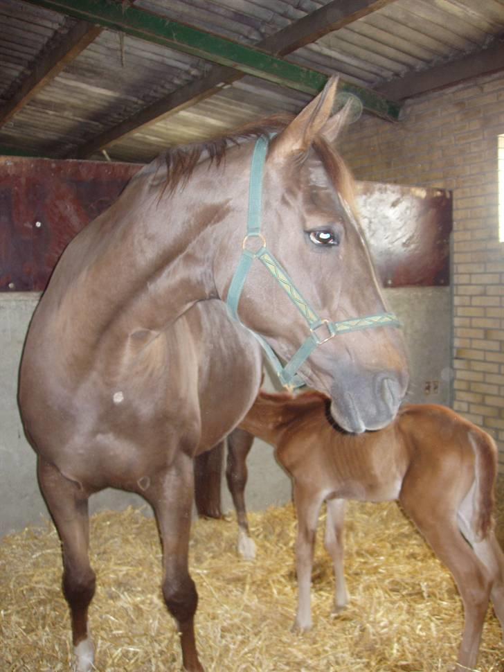 Åsteds Alex-sandra Red Fern & Madame Red Fern - Madame 20/04-06 billede 24