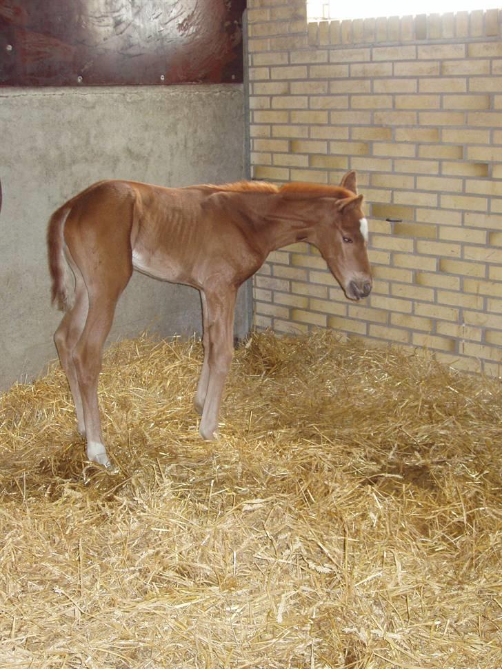 Åsteds Alex-sandra Red Fern & Madame Red Fern - Madame 20/04-06 billede 25