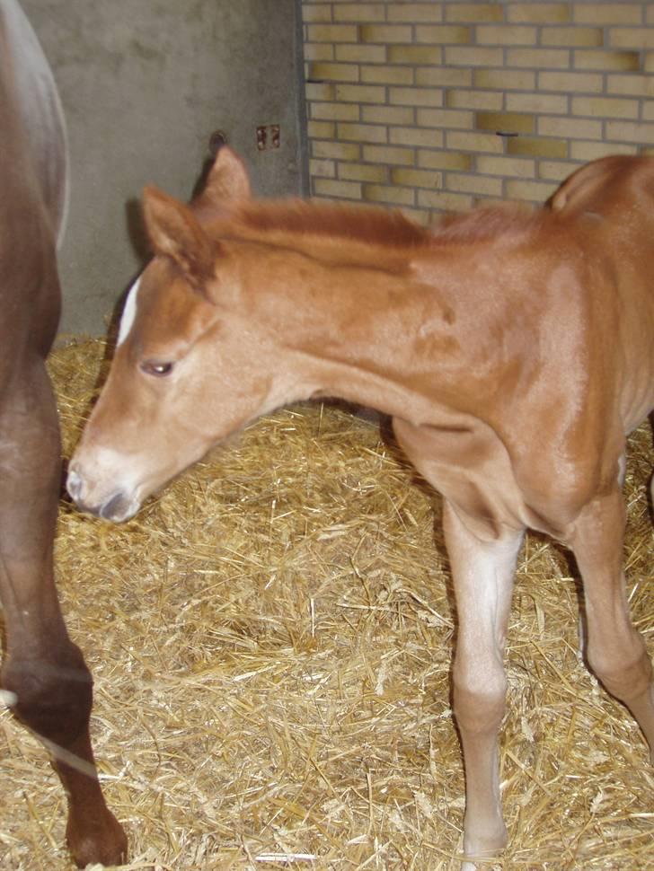 Åsteds Alex-sandra Red Fern & Madame Red Fern - Madame 20/04-06 billede 26