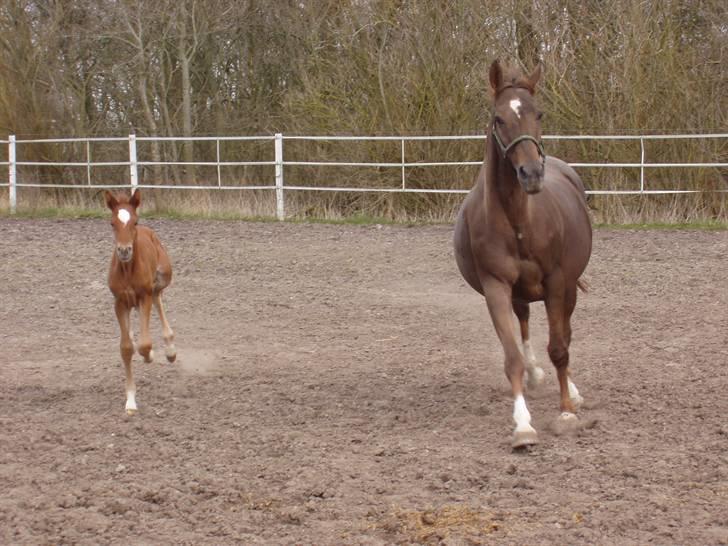 Åsteds Alex-sandra Red Fern & Madame Red Fern - Åse og Madame på fold for første gang. billede 27