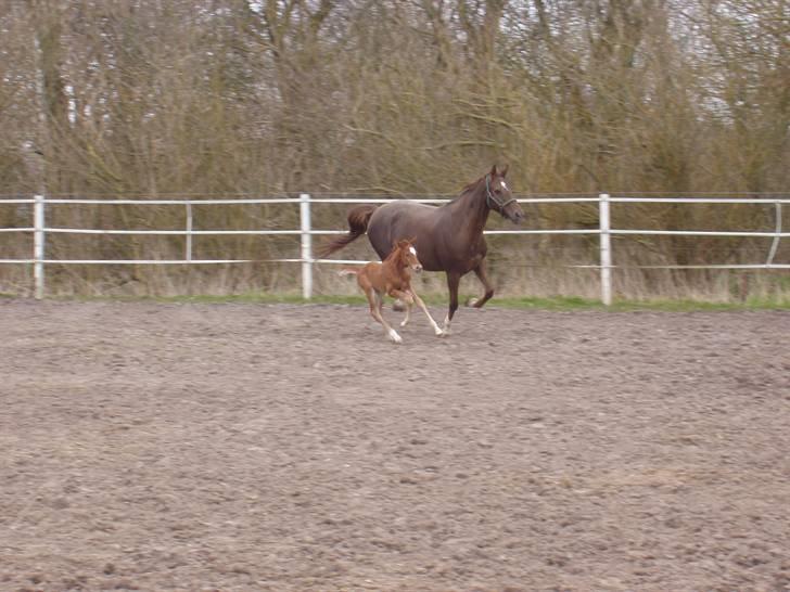 Åsteds Alex-sandra Red Fern & Madame Red Fern - Åse og Madame på fold for første gang. billede 28