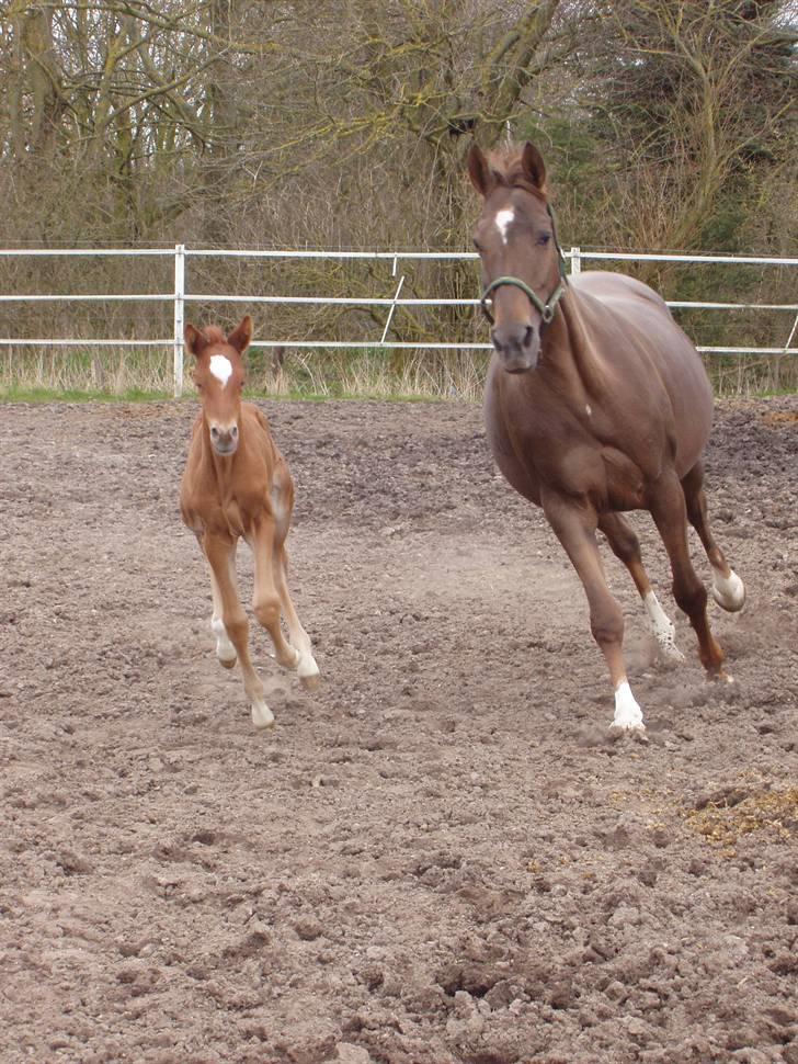 Åsteds Alex-sandra Red Fern & Madame Red Fern - Åse og Madame på fold for første gang. billede 29