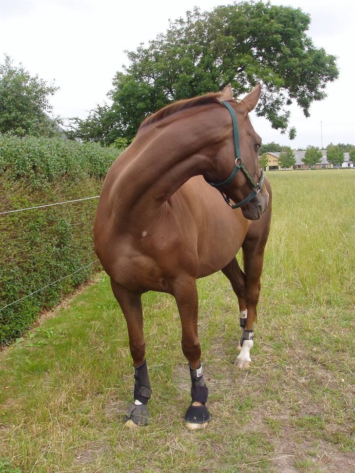 Åsteds Alex-sandra Red Fern & Madame Red Fern - Åse på fold sommeren 2005 billede 30