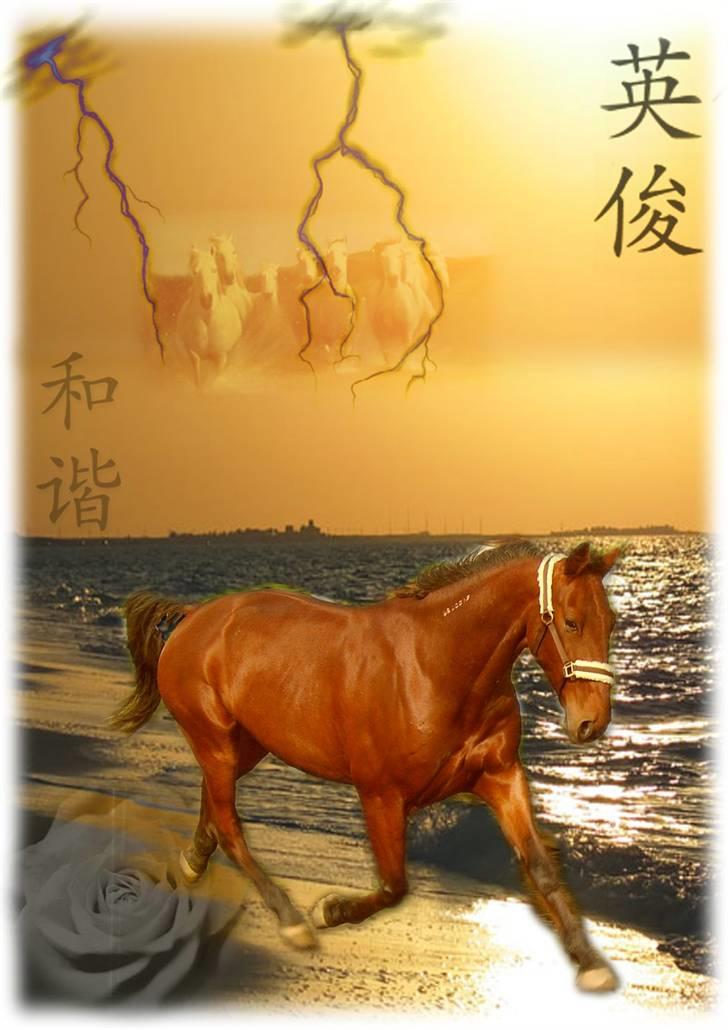 Collage -billeder af Sabrina Larsen - Min smukke traver Handsome! billede 1