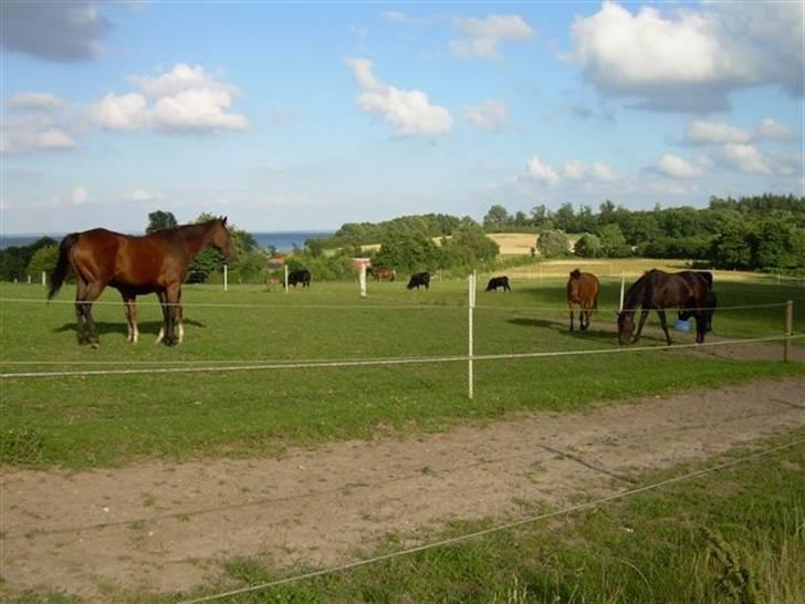 Persian Whistle xx - Hestene på Breidablik juli 2007 billede 8