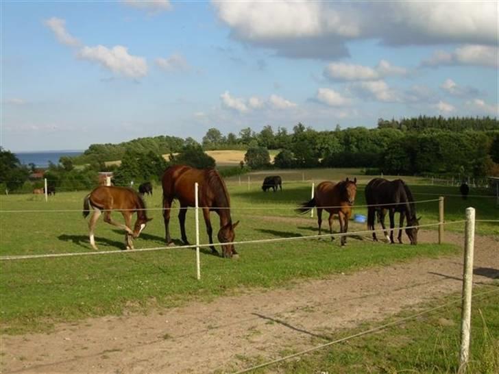 Persian Whistle xx - Juli 2007 billede 9