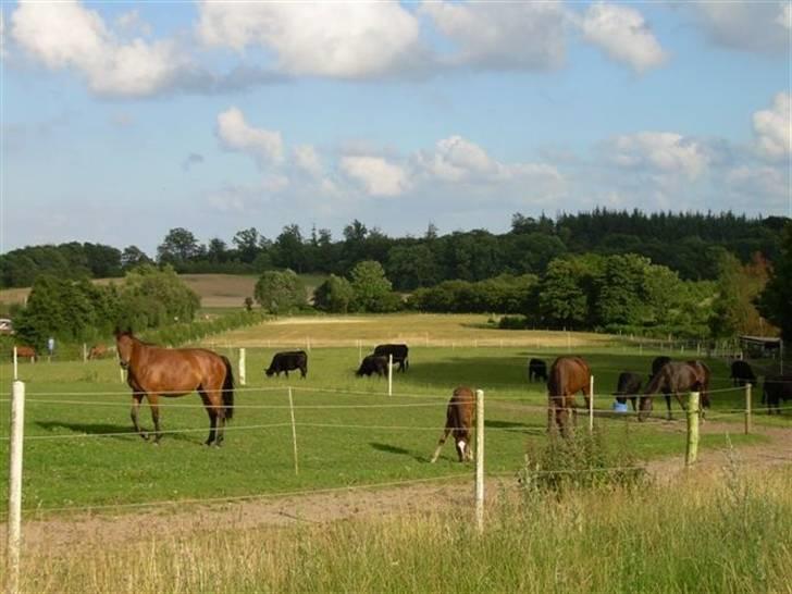 Persian Whistle xx - Juli 2007 billede 10