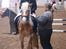 Haflinger/fjordheste stævne på fyn :D