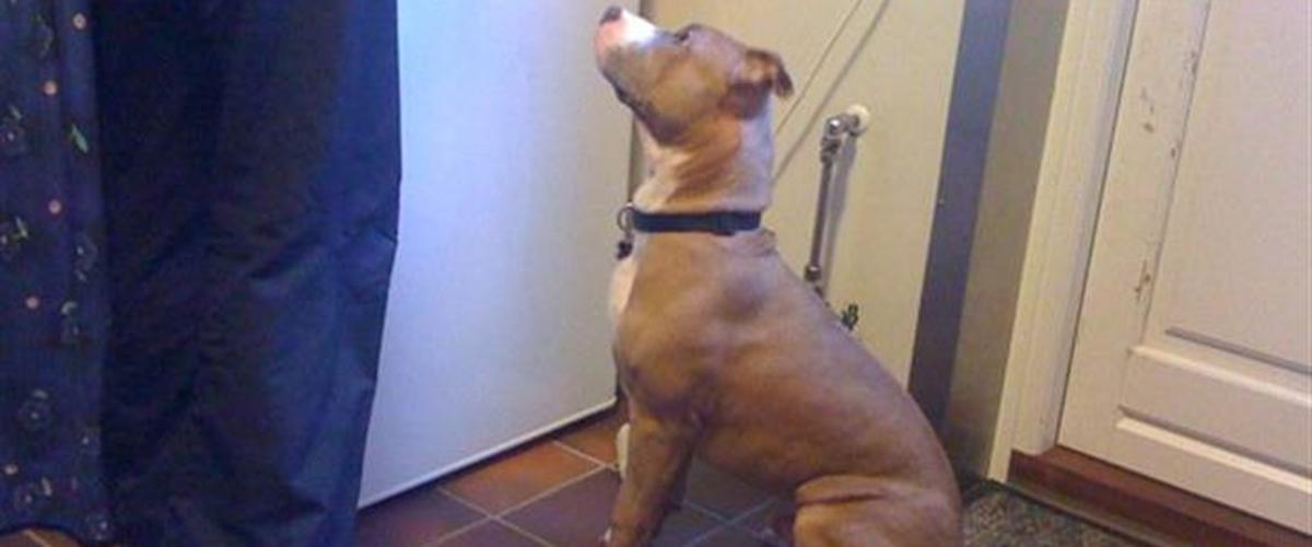Hund bortgives hjælp den med at finde et kærligt hjem - Off - Uploadet af *Team E.H.C Of Tas *