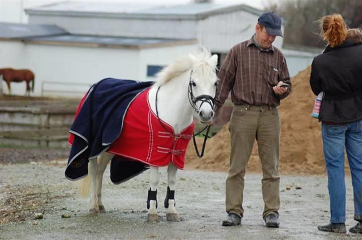 Lucky - Morfar, der altid er med som stævne-hjælper m. Lucky, efter ring & spring NMRC nov. 2009
Vi fik U-roset i U-ld billede 25