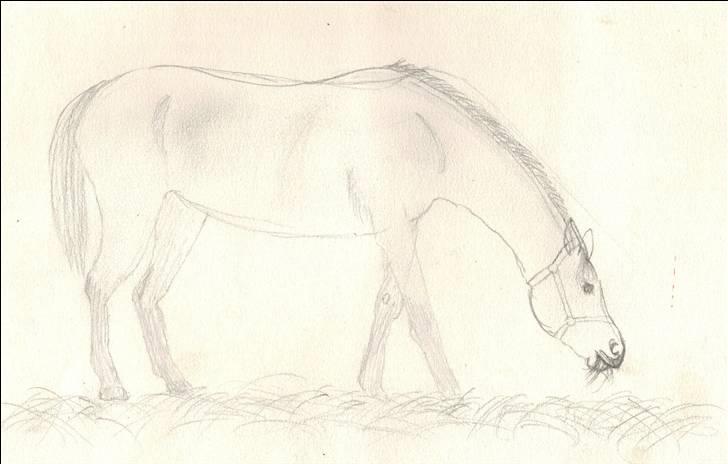 Mine tegninger. - En af de russiske heste på stutteriet i Jylland. 6 K3 var den fryse mærket. Tegnet i frihånd. billede 3