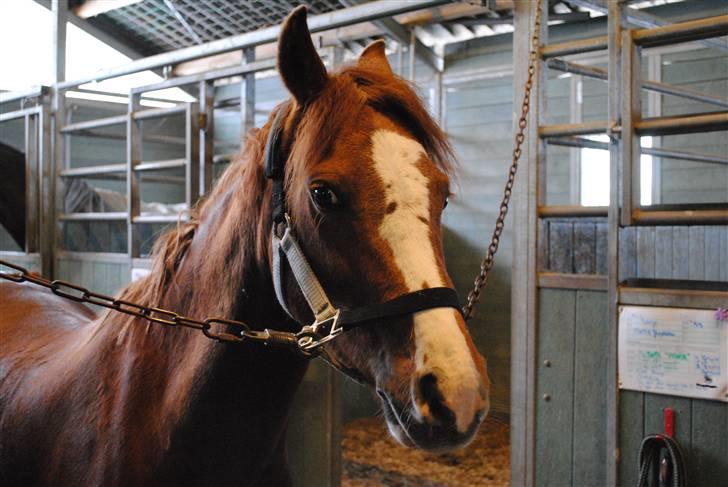 Ridetur på mauneten;) - Velkommengi gerne en kamentar;) billede 1