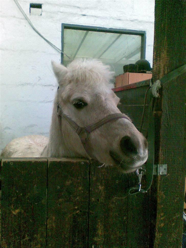 Stutsborg hestene - Tintin billede 1