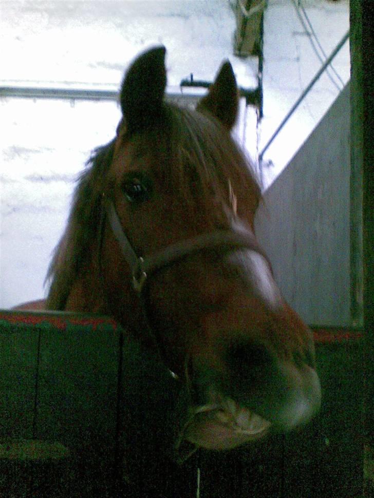 Stutsborg hestene - Buller billede 2