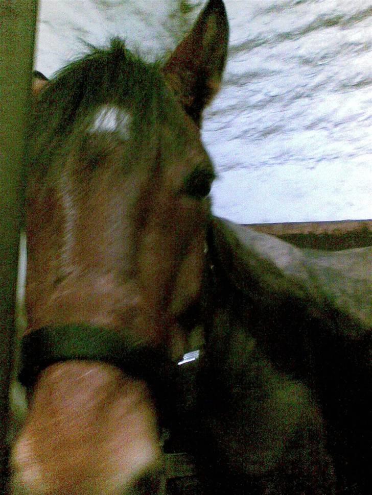 Stutsborg hestene - Pinoccoho(staves?) billede 5