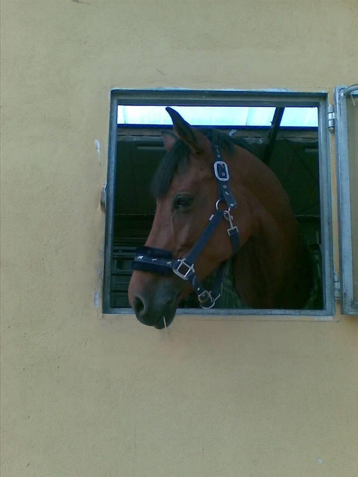 Stutsborg hestene - Akacia


 billede 6