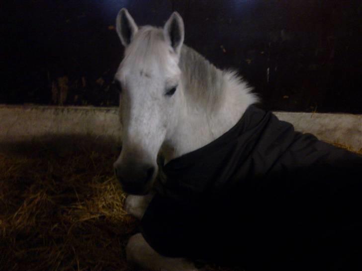 Stutsborg hestene - Gulak<3 billede 8