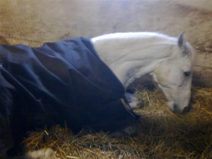 Stutsborg hestene - Satzmo billede 9