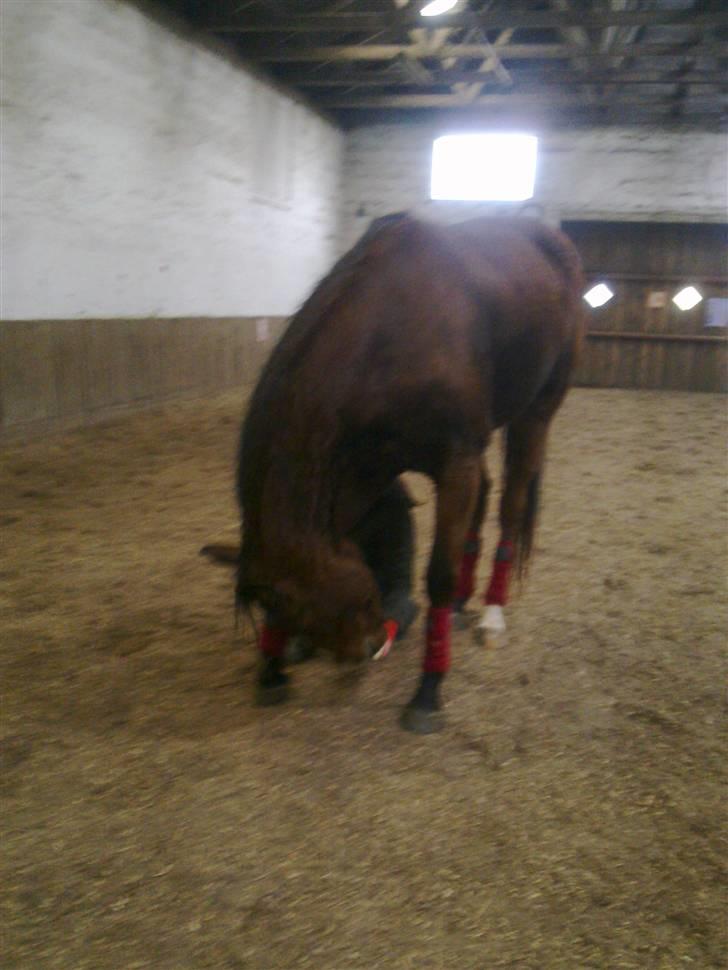 Stutsborg hestene - Prince billede 11