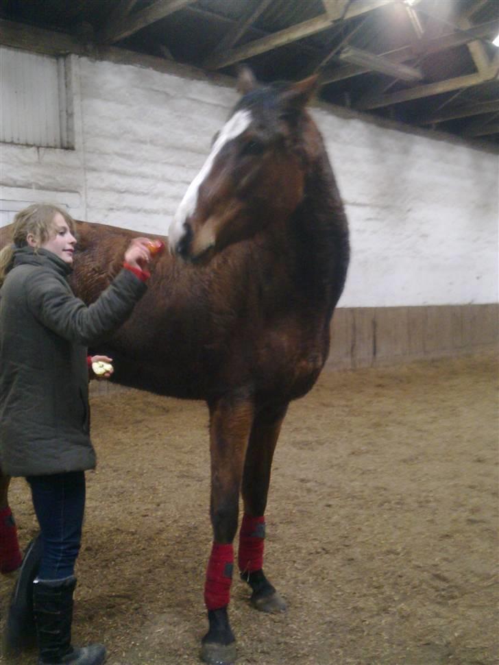 Stutsborg hestene - Smukke Prince... billede 12