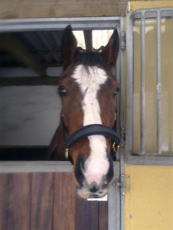 Stutsborg hestene - Prince igen igen <3 billede 13