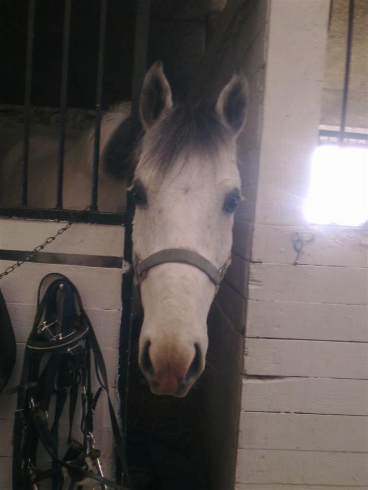 Stutsborg hestene - Redbull ;b billede 14