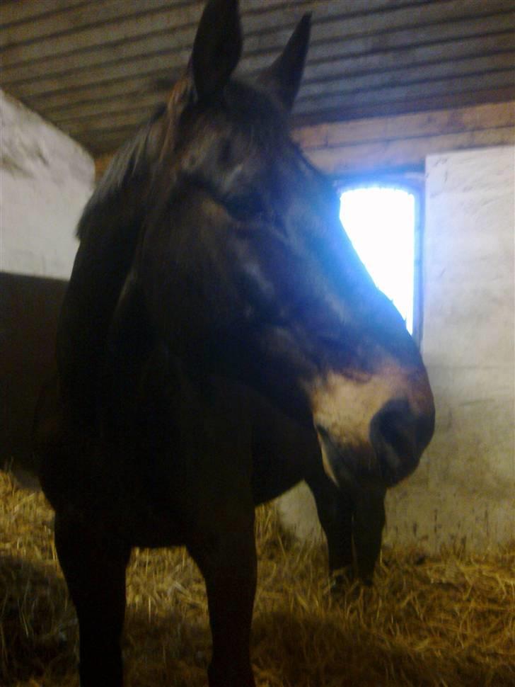 Stutsborg hestene - Lille John ;P billede 15