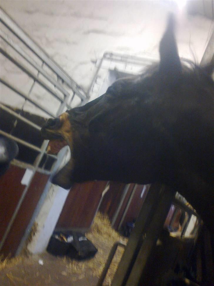 Stutsborg hestene - Lille John ligner et æsel <3 ;b billede 16