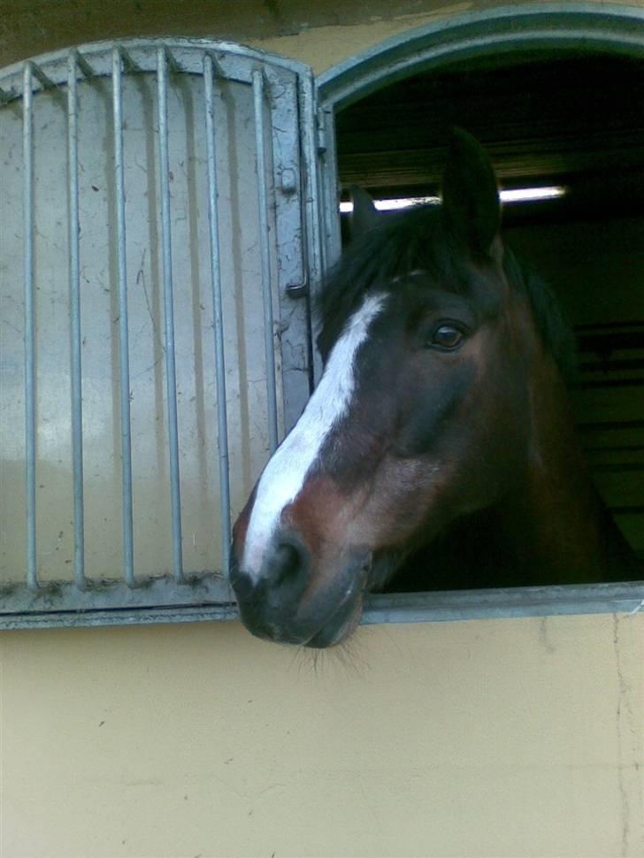 Stutsborg hestene - Pickwick!!! Love U babe (; billede 17