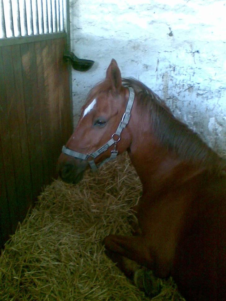 Stutsborg hestene - Piccolo (; billede 18