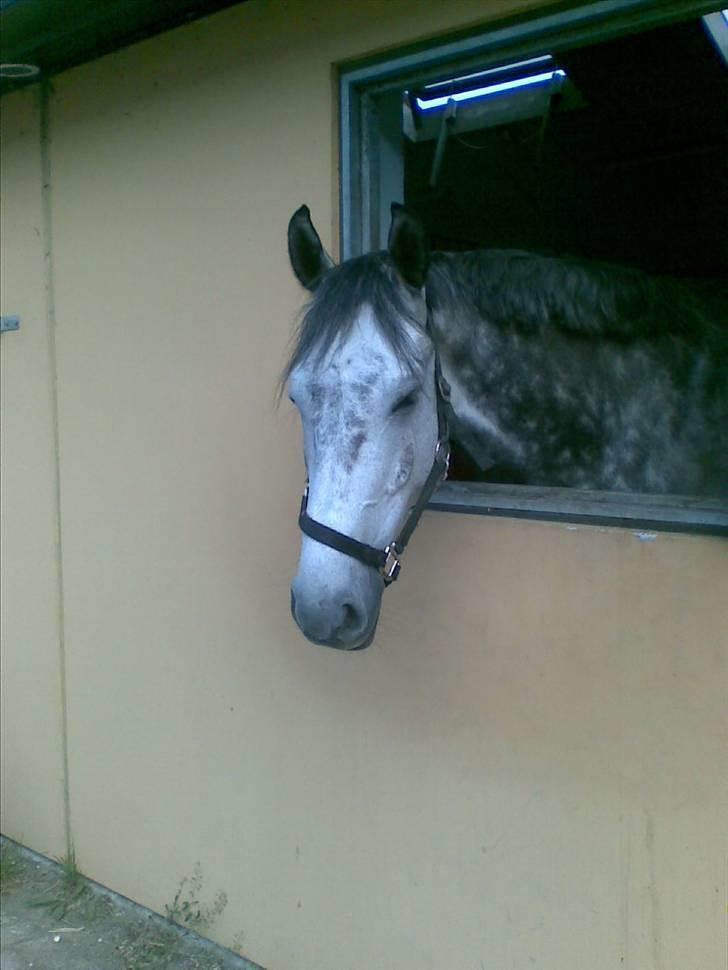 Stutsborg hestene - Contino billede 19