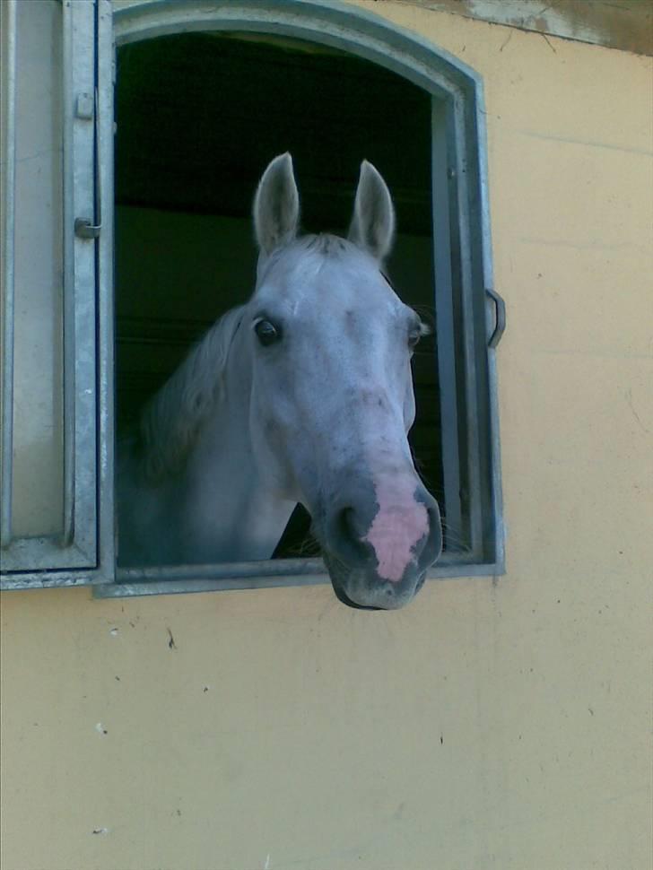 Stutsborg hestene - Fellow XD billede 20