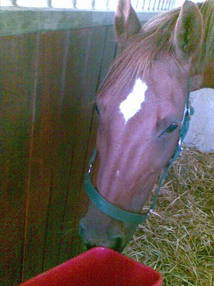 Stutsborg hestene - Piccolo! billede 21