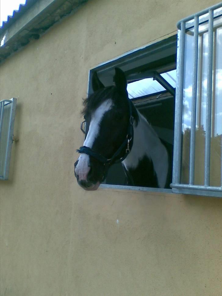 Stutsborg hestene - Shannon XD billede 22