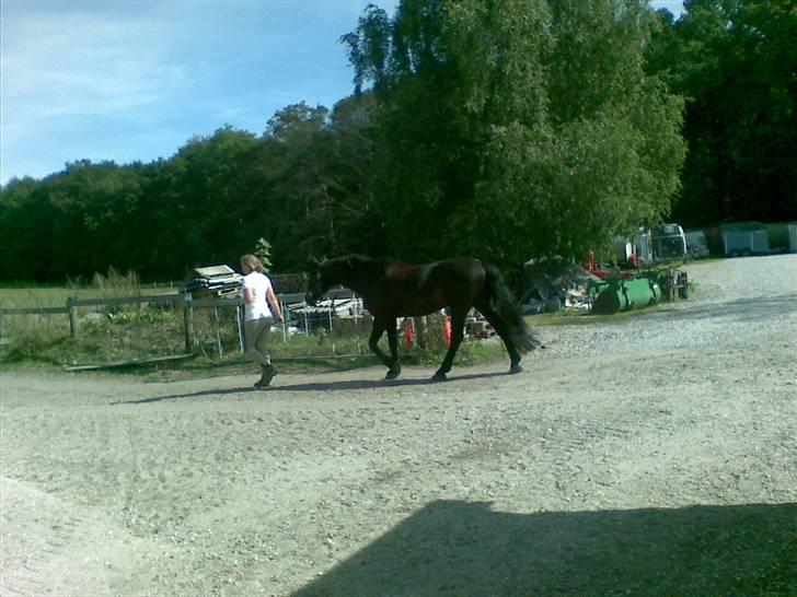 Stutsborg hestene - Black Boy(ved ikke helt ?) billede 23