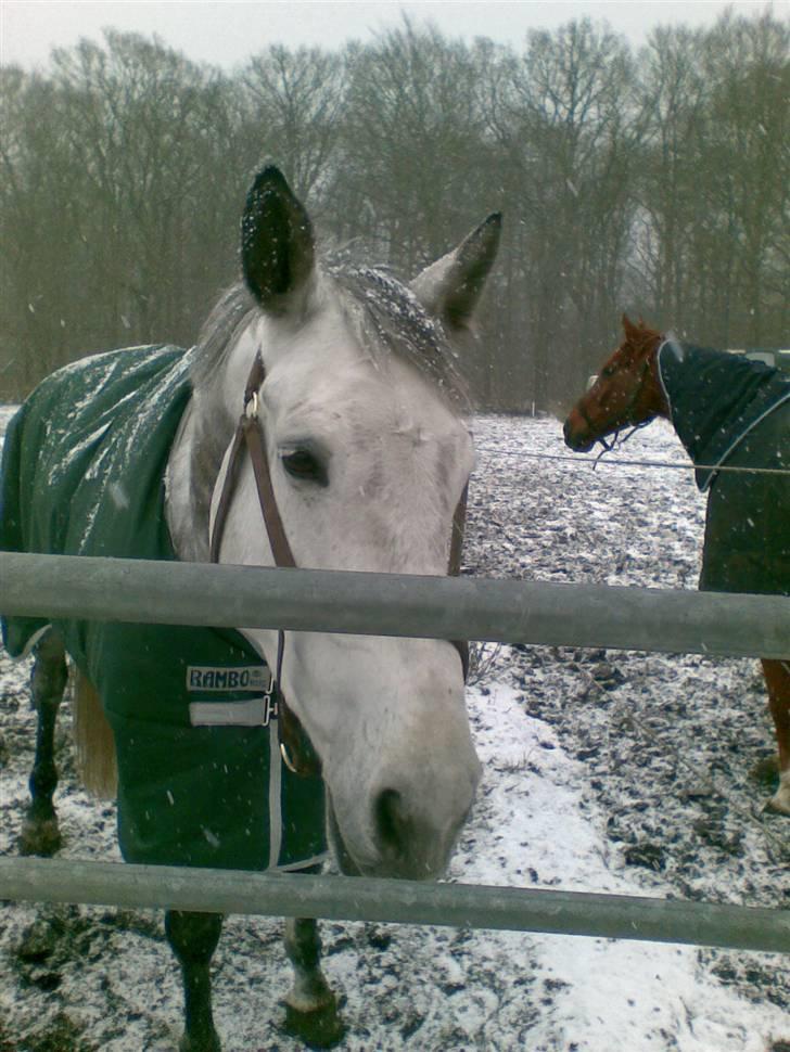 Stutsborg hestene - Abdullah billede 24